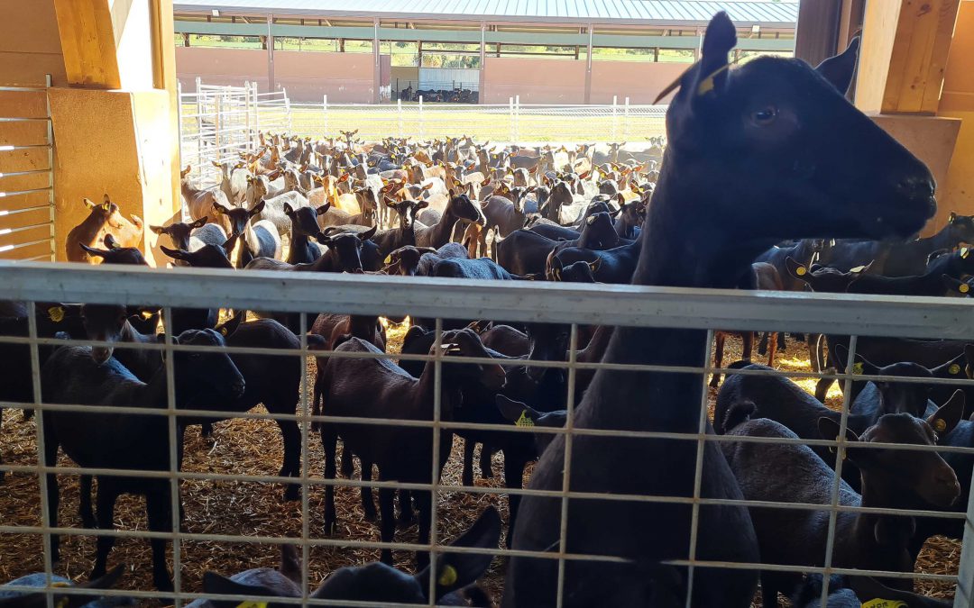 Organic kefir, 3,000 goats, and letur´s dream