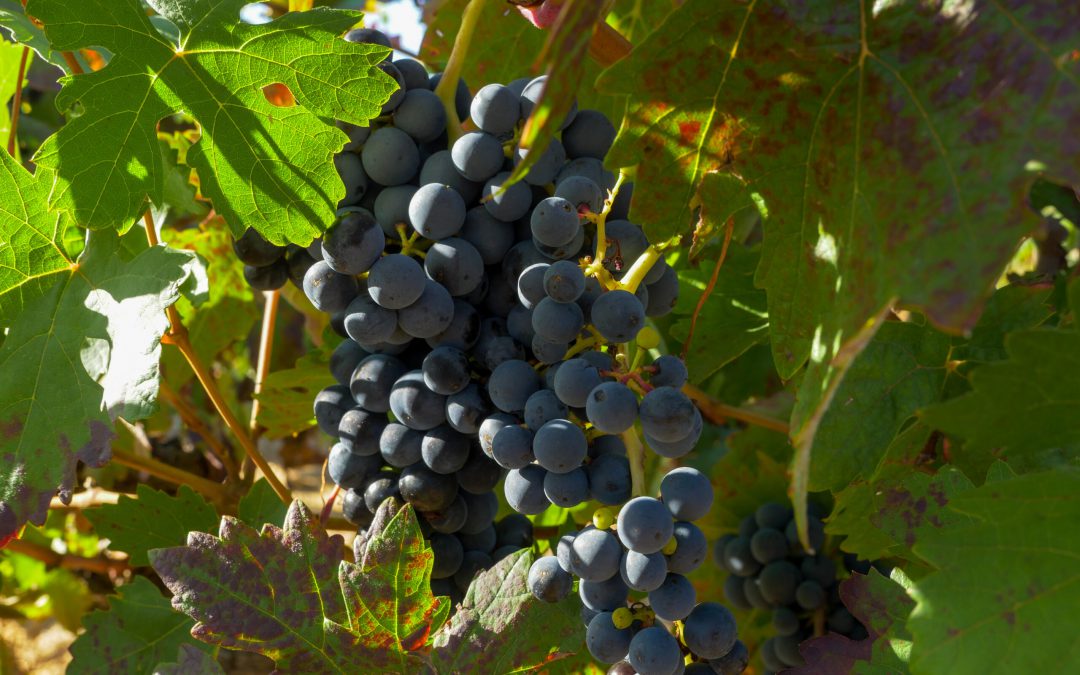Duero wines: emergence, tradition, and diversity