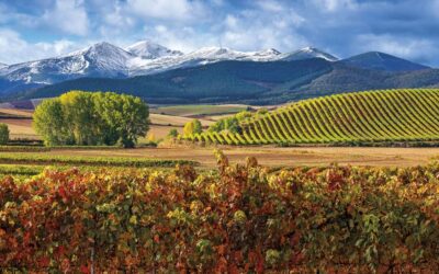 Armonía y diversidad en la tierra de los 1.000 vinos