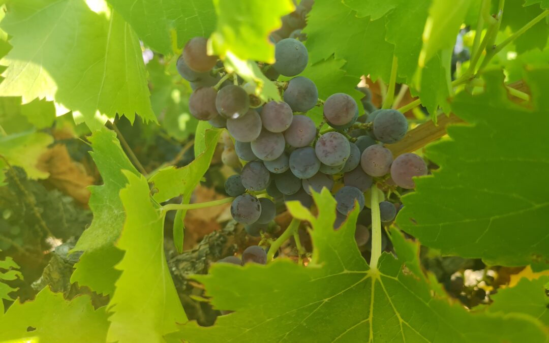 Almavid: organic wines in the heart of Spain