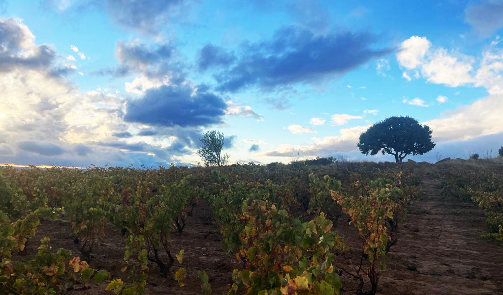 «En Rioja se están haciendo vinos increíbles y emocionantes, los mejores de su historia»