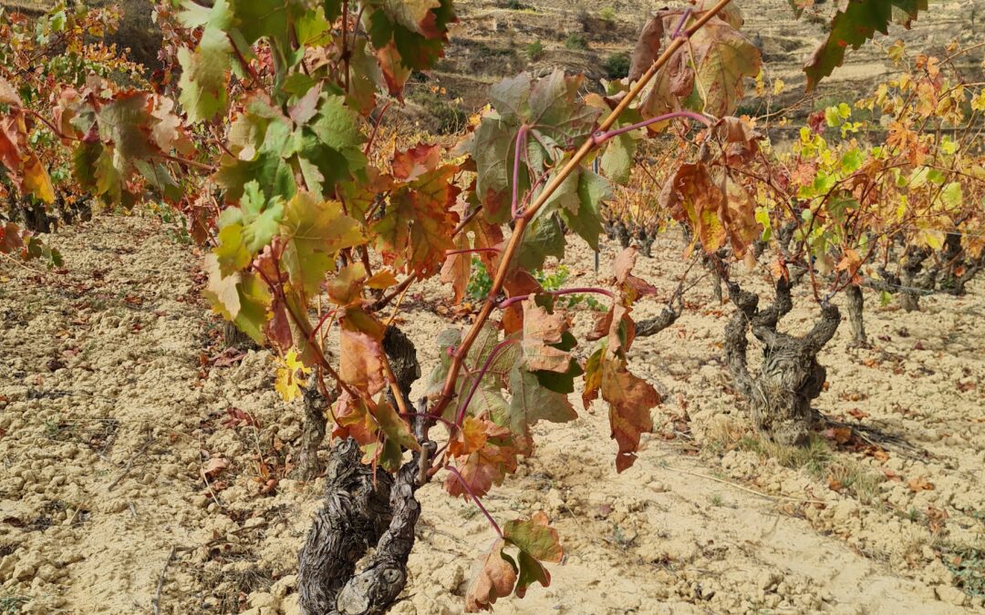 Abel Mendoza: viticultura a contracorriente