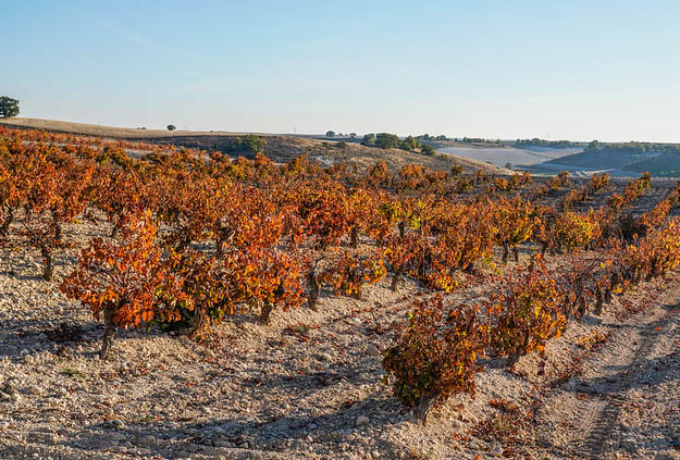 Ribera de Duero vineyards