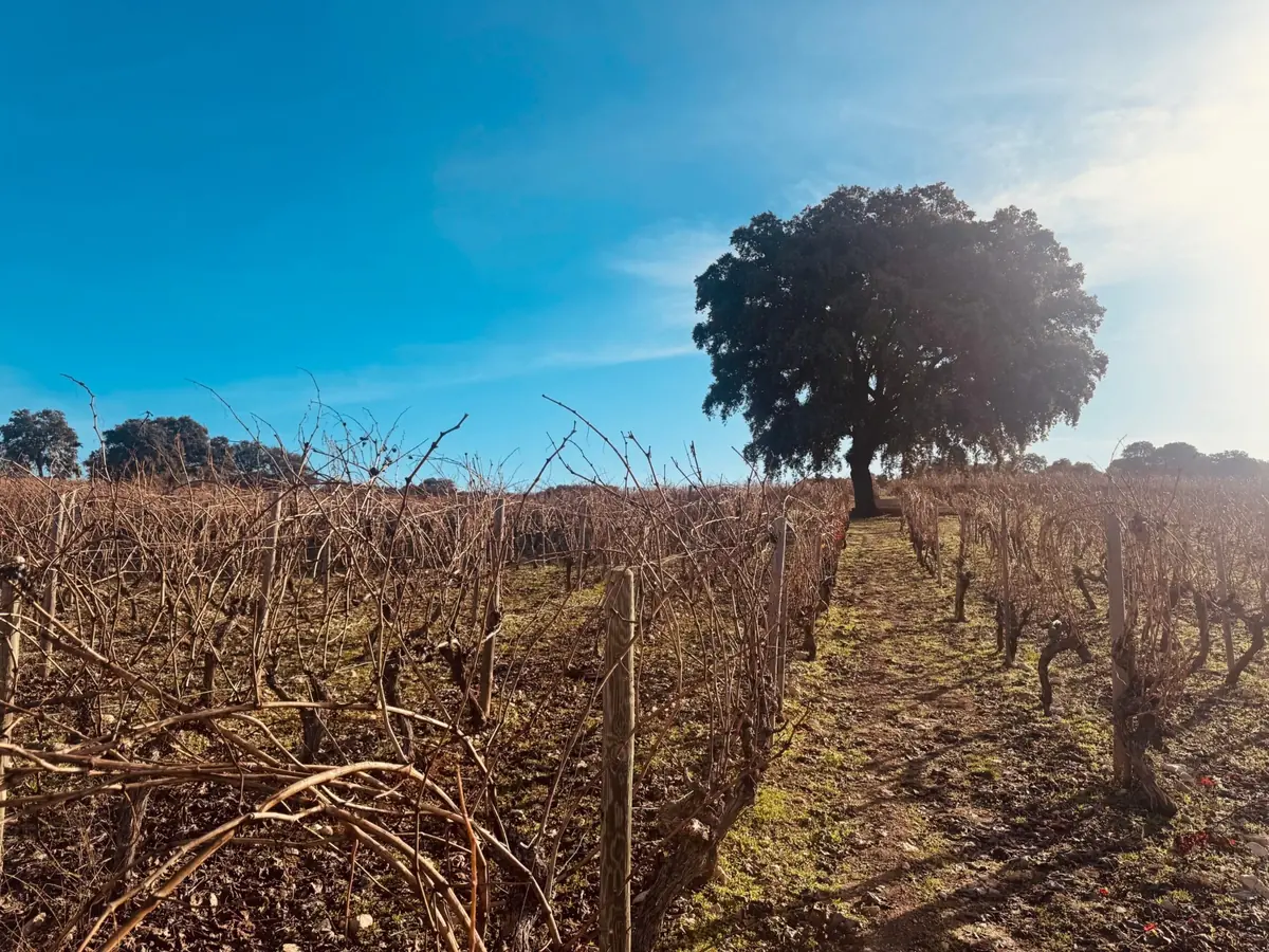 Encinas y viñedos de la Sierra de Málaga